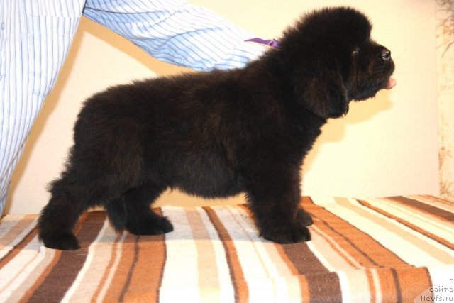 Фото: ньюфаундленд Ньюфорт Харт Брейкер