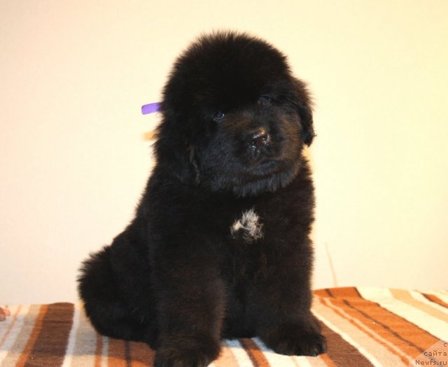 Фото: ньюфаундленд Ньюфорт Харт Брейкер