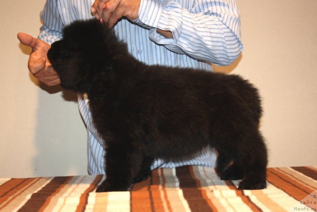 Фото: ньюфаундленд Ньюфорт Хай Борн