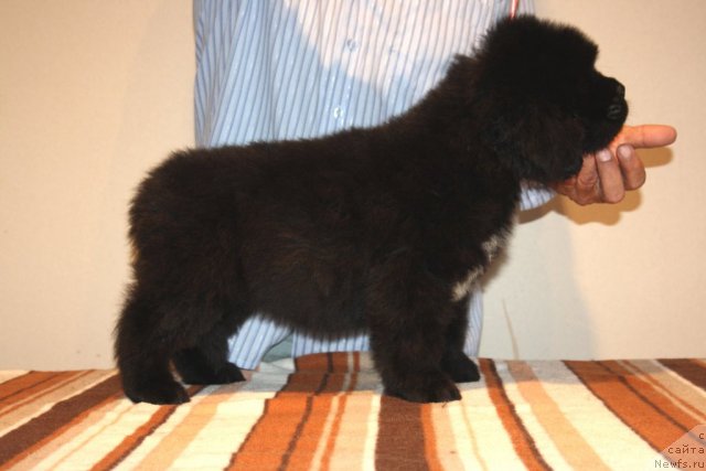 Фото: ньюфаундленд Ньюфорт Хай Борн