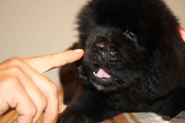 Фото: ньюфаундленд Ньюфорт Хай Борн