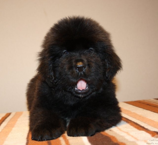 Фото: ньюфаундленд Ньюфорт Хай Борн