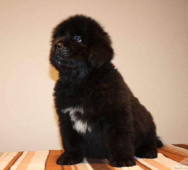 Фото: ньюфаундленд Ньюфорт Хай Борн