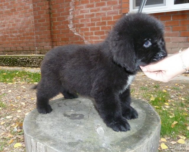 Фото: ньюфаундленд Супер Премиум Мармелад