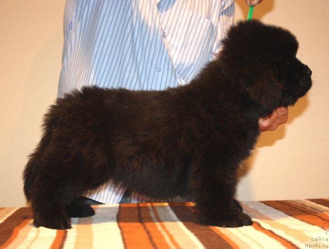 Фото: ньюфаундленд Ньюфорт Хай Тек