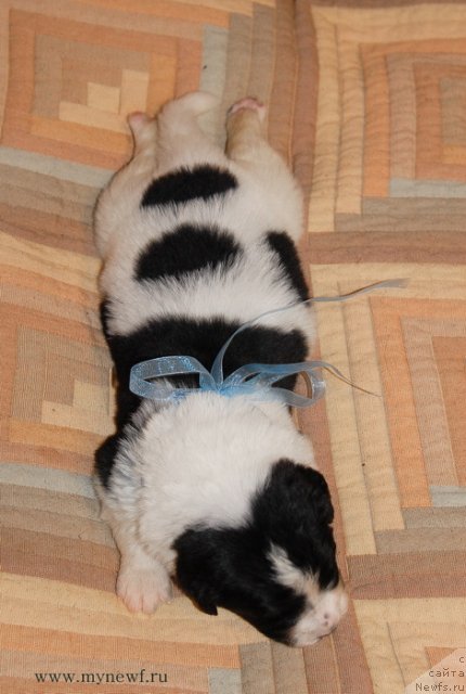 Фото: ньюфаундленд Сент Джонс Валентине'с Дей (Sent Djons Valentine’s Day)