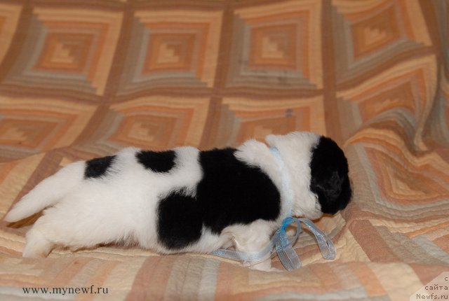 Фото: ньюфаундленд Сент Джонс Валентине'с Дей (Sent Djons Valentine’s Day)