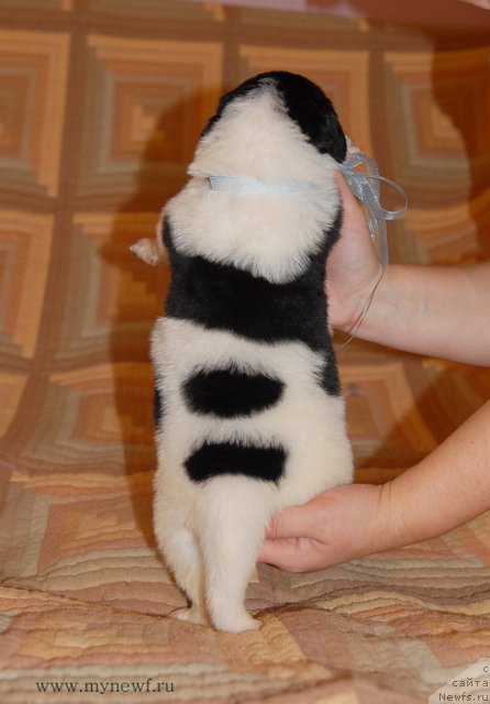 Фото: ньюфаундленд Сент Джонс Валентине'с Дей (Sent Djons Valentine’s Day)