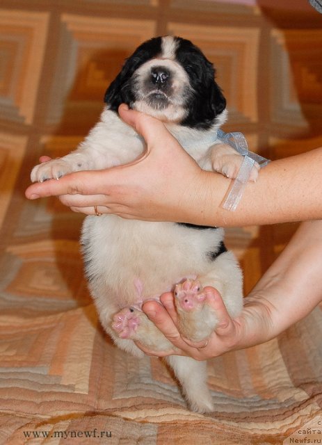 Фото: ньюфаундленд Сент Джонс Валентине'с Дей (Sent Djons Valentine’s Day)