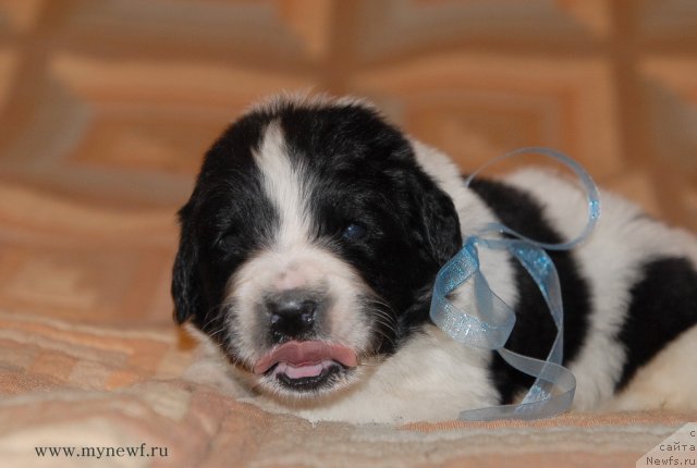 Фото: ньюфаундленд Сент Джонс Валентине'с Дей (Sent Djons Valentine’s Day)