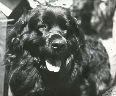 Фото: ньюфаундленд Black vom Gottleubatal (Блэк ф.Готтлейбаталь)