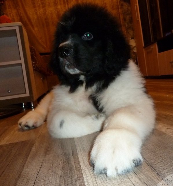 Фото: ньюфаундленд Фиаметтахауз Примо Орсо Нео