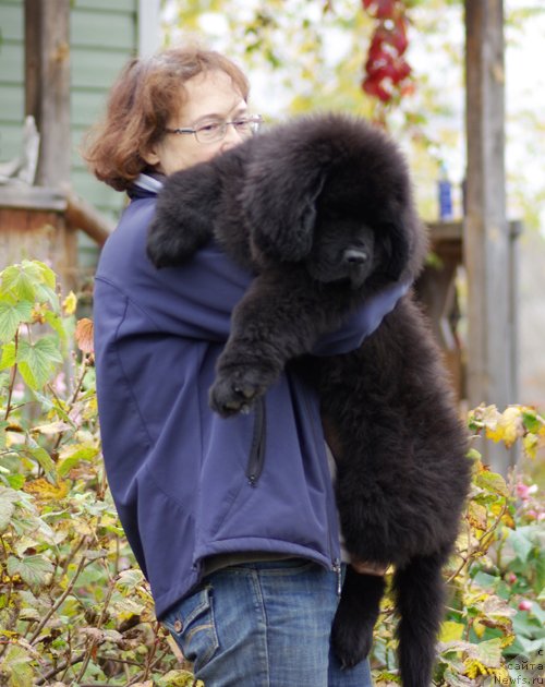 Фото: ньюфаундленд Бегущая по Волнам Шаолинь (Beguschaya po Volnam Shaolin)