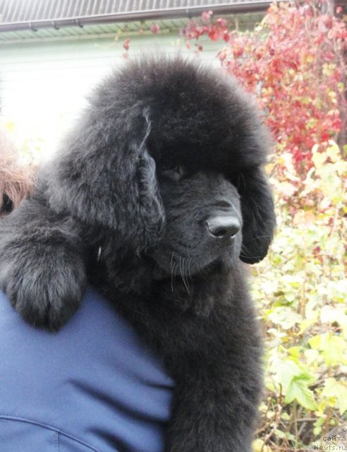 Фото: ньюфаундленд Бегущая по Волнам Шаолинь (Beguschaya po Volnam Shaolin)