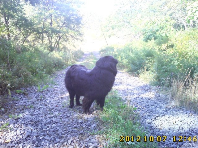 Фото: ньюфаундленд Несси Блэк с  Лесной Заимки