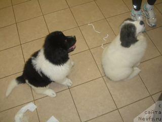 Фото: Бело-серый