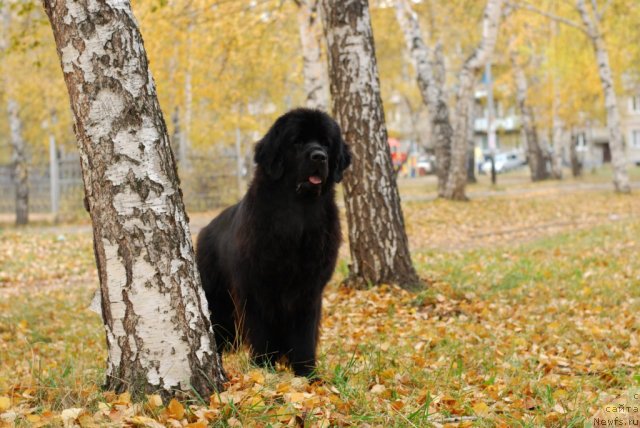 Фото: ньюфаундленд Формула Любви от Сибирского Медведя
