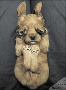 Фотография № 10818