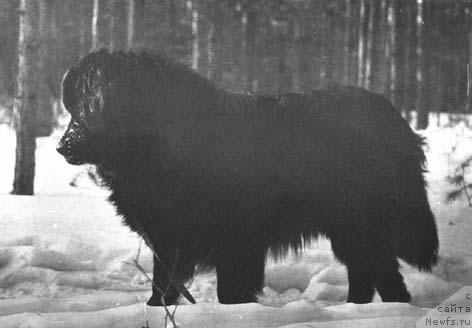 Фото: ньюфаундленд Кэппи Марат