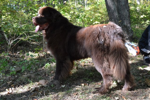 Фото: ньюфаундленд Акватория Келвин Риверданс (Aquatoriya Kelvin Riverdance)