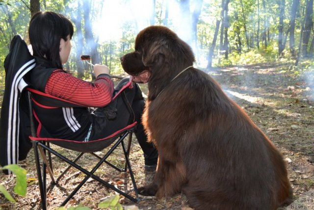 Фото: ньюфаундленд Акватория Келвин Риверданс (Aquatoriya Kelvin Riverdance)