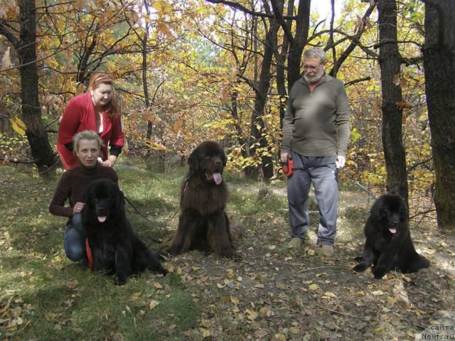 Фото: ньюфаундленд Би Перфект Арабелла, ньюфаундленд Vronika Ye Satisfaction Super Mishka, ньюфаундленд Фактурный Фрукт с Берега Дона (Fakturnyi Frukt s Berega Dona)