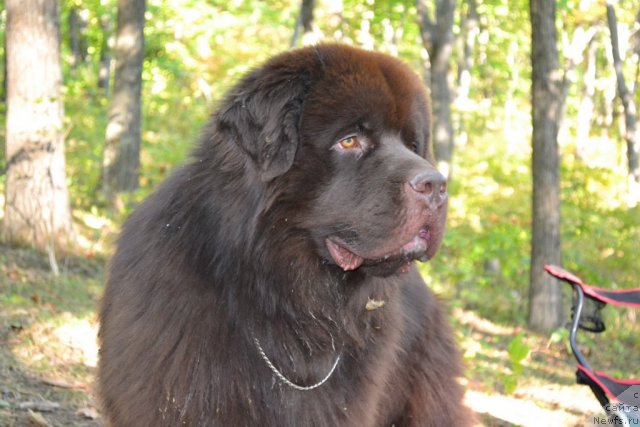 Фото: ньюфаундленд Акватория Келвин Риверданс (Aquatoriya Kelvin Riverdance)
