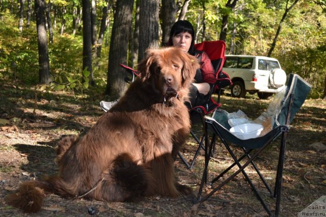 Фото: ньюфаундленд Аркадия Виват Арбона
