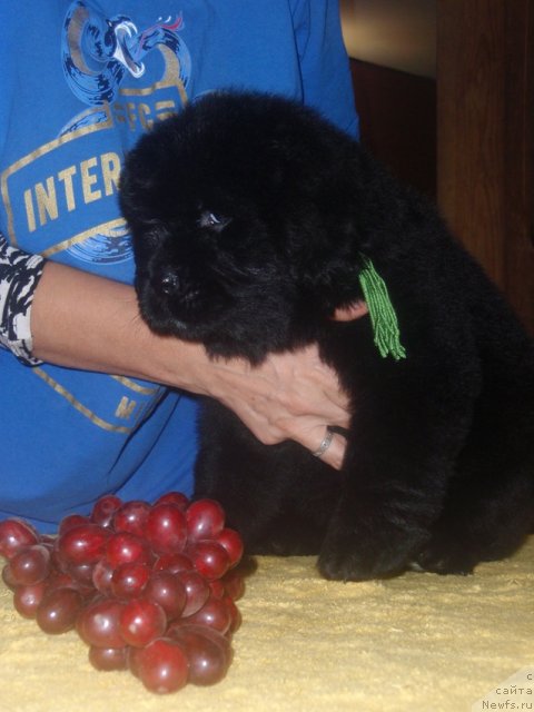 Фото: ньюфаундленд Ньюфорт Царица Ночи