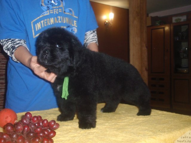 Фото: ньюфаундленд Ньюфорт Царица Ночи