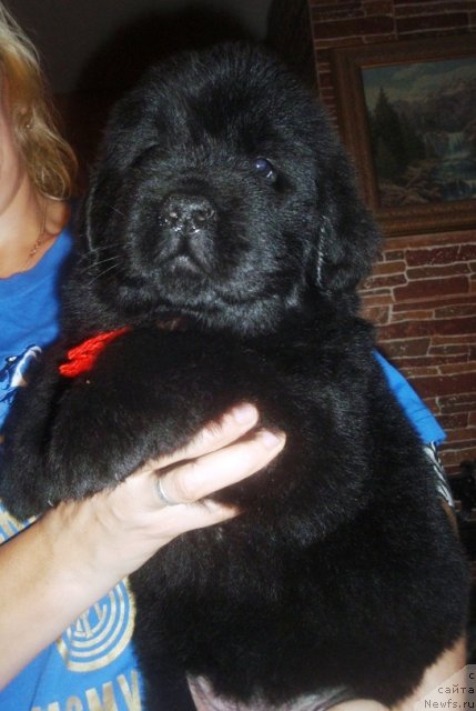 Фото: ньюфаундленд Ньюфорт Царская Дочь