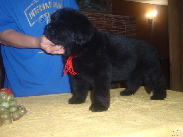 Фото: ньюфаундленд Ньюфорт Царская Дочь