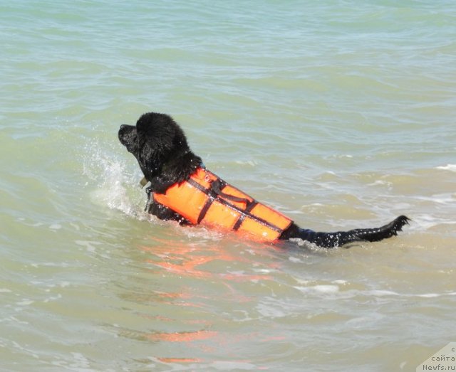 Фотография № 108238