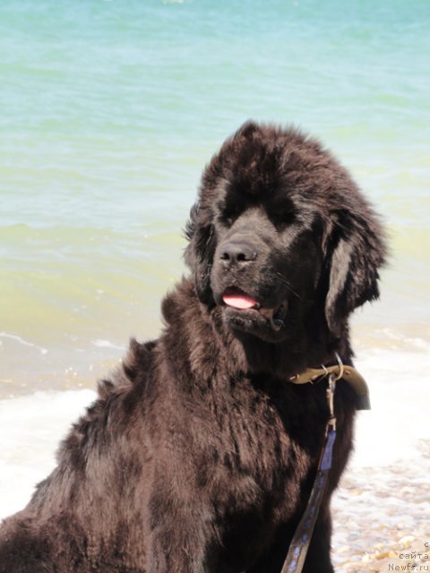 Фото: ньюфаундленд Бегущая по Волнам Царица Савская
