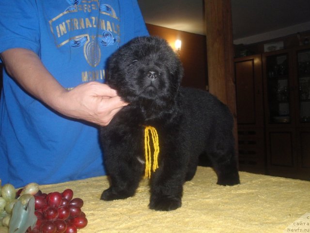 Фото: ньюфаундленд Ньюфорт Цветок Любви