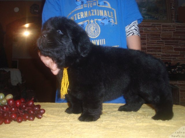 Фото: ньюфаундленд Ньюфорт Цветок Любви