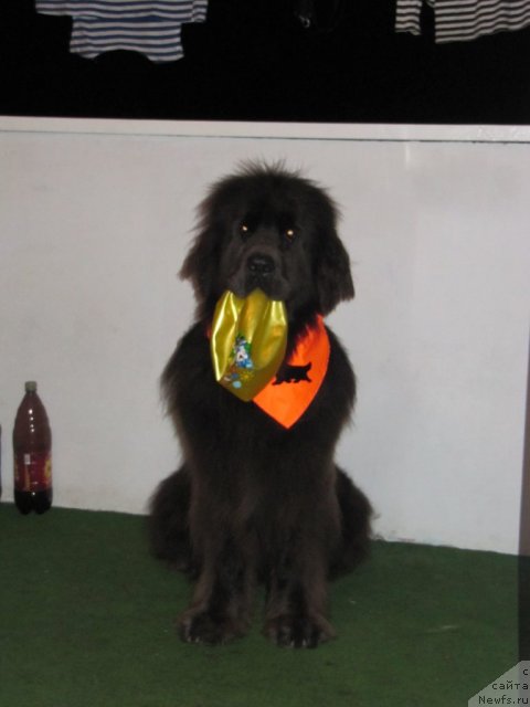 Фотография № 108256