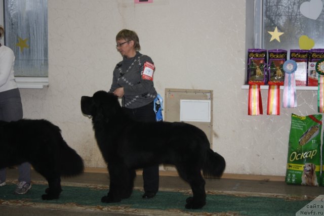 Фото: ньюфаундленд Бегущая по Волнам Зеро Коол