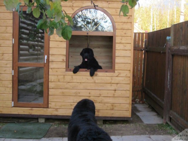 Фото: ньюфаундленд Cristalmar Cadeaux de Noel, ньюфаундленд Very Fairweathers X'Got The Rhythm