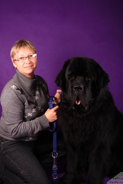 Фото: Елена Кузьмина, ньюфаундленд Бегущая по Волнам Зеро Коол