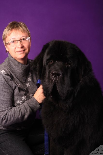 Фото: Елена Кузьмина, ньюфаундленд Бегущая по Волнам Зеро Коол