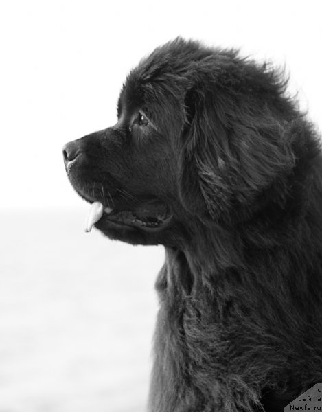 Фотография № 108313