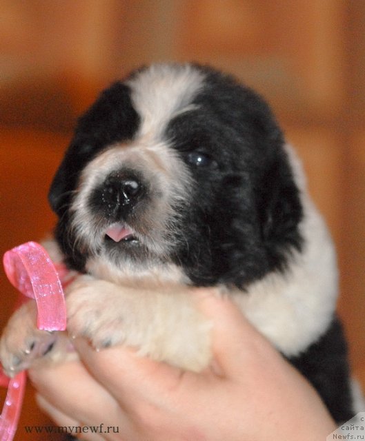 Фото: ньюфаундленд Сент Джонс Вива Виктория (Sent Djons Viva Viktoria)