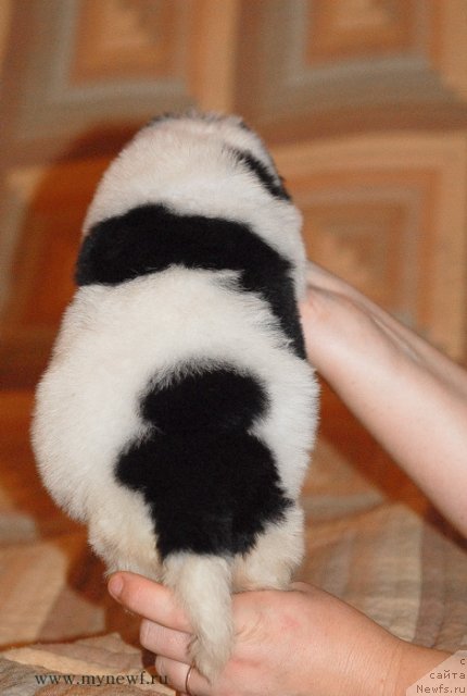 Фото: ньюфаундленд Сент Джонс Вива Виктория (Sent Djons Viva Viktoria)