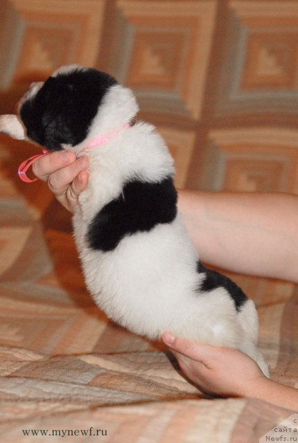 Фото: ньюфаундленд Сент Джонс Вива Виктория (Sent Djons Viva Viktoria)