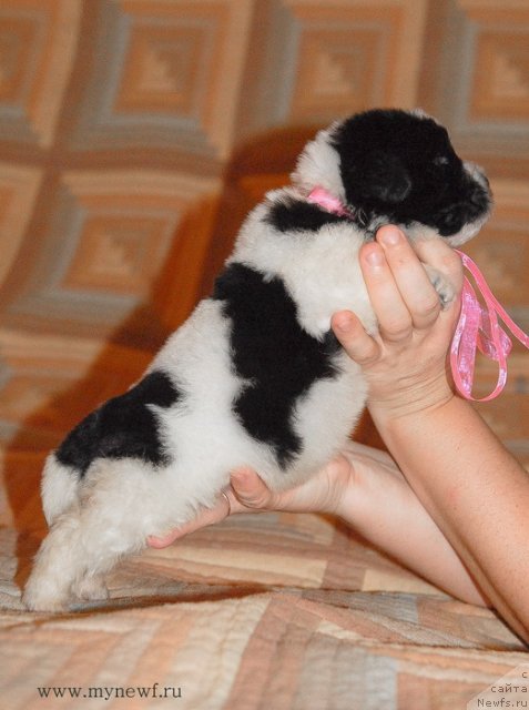 Фото: ньюфаундленд Сент Джонс Вива Виктория (Sent Djons Viva Viktoria)