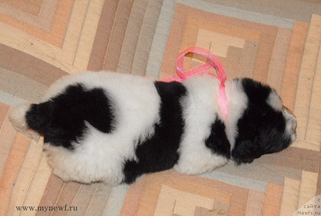 Фото: ньюфаундленд Сент Джонс Вива Виктория (Sent Djons Viva Viktoria)