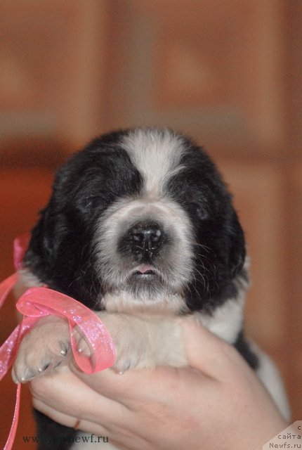 Фото: ньюфаундленд Сент Джонс Вива Виктория (Sent Djons Viva Viktoria)