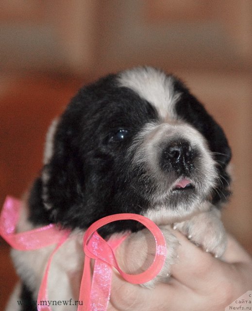 Фото: ньюфаундленд Сент Джонс Вива Виктория (Sent Djons Viva Viktoria)