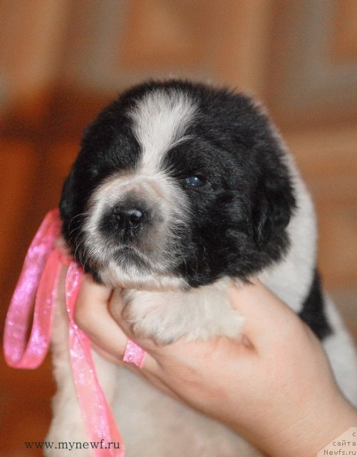 Фото: ньюфаундленд Сент Джонс Вива Виктория (Sent Djons Viva Viktoria)